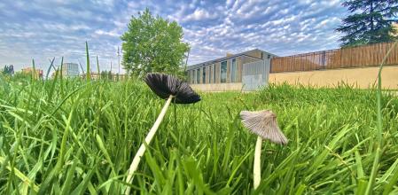 Setas primaverales en los alrededores de L'Atlàntida de Vic.