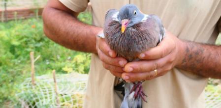 Paloma torcaz liberada.