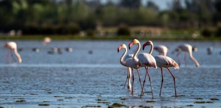 La urbanización turística que la Junta de Andalucía quiere levantar en Trebujena (Cádiz) es la nueva amenaza a la que se enfrenta la ya maltratada Donaña
