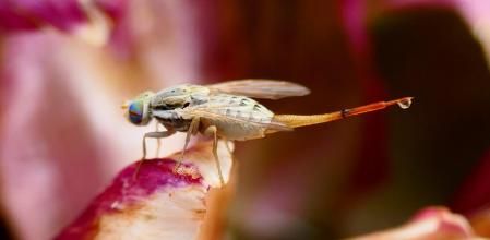 Hembra de la mosca de la fruta con gota de agua en el ovipositor.