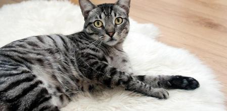 Los gatos con demasiada dependencia pueden desarrollar problemas de comportamiento al quedarse solos.