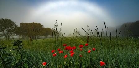 Arco de niebla coronando las amapolas en Gurb.