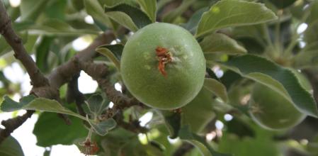 Manzano en un huerto de El Tarròs.