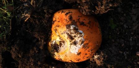 Ou de reig primaveral en los alrededores del pantano de Sau.