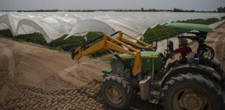 Campo de fresas en Ayamonte, Huelva