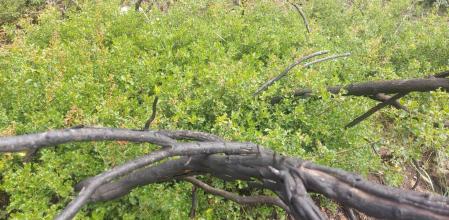 Vegetación rebrotada en el lugar del incendio forestal del Pont de Vilomara.