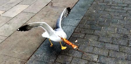 Pelea de gaviotas por una brocheta en el mercado de la Boqueria.