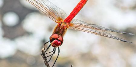 La mirada de la libélula roja.