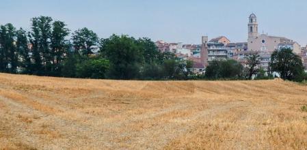 La siega en Sant Hipòlit de Voltregà.