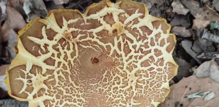 Forma artística de la seta de verano.