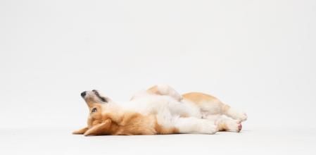 Evita tocar a tu perro mientras duras las convulsiones o que tus otras mascotas se acerquen a él.