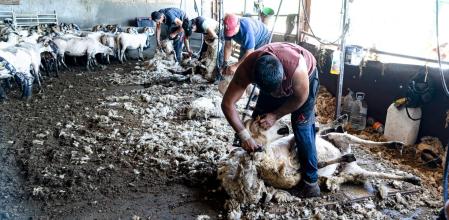 Esquila de ovejas en Mas Niubó, en Manlleu.