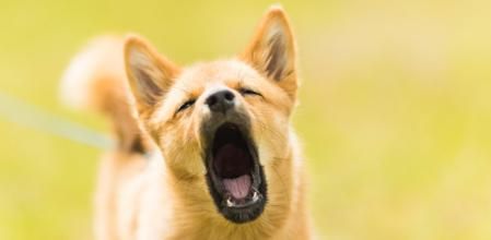Si el perro bosteza de forma reiterada, está manifestando incomodidad.