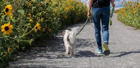 Más allá de hacer sus necesidades, el paseo reporta muchos beneficios al perro.