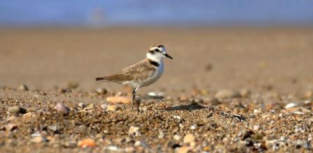 Ejemplar de chorlitejo patinegro en la playa de Cubelles.