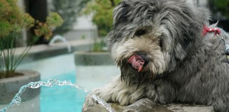 En verano debemos prestar aún más atención a la hidratación de nuestras mascotas.