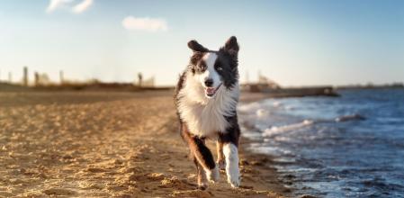 Antes de ir a la playa con nuestro perro, deberemos saber cómo prepararnos para cumplir con la normativa y que disfrute de todos los cuidados necesarios