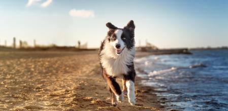 Branded Affinity consejos playa perro