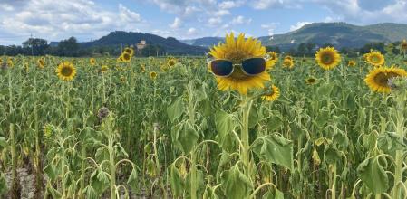 Campo de girasoles en Malla.