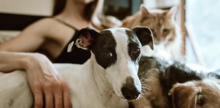 El vínculo con nuestras mascotas puede ayudarnos a disipar el estrés.