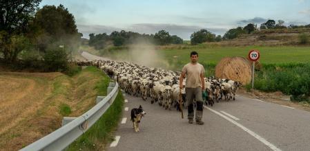 Rebaño en Sant Martí Sescorts.