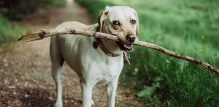 Aunque se trata de una práctica habitual, tirarle palos a tu perro jugando entraña ciertos peligros.