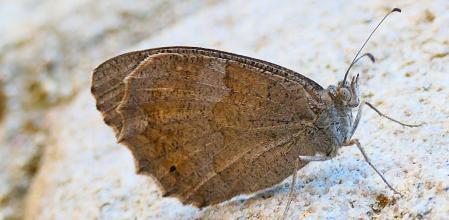 Mariposa festón blanco.