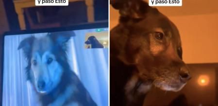 Dos perros comunicándose por videollamada