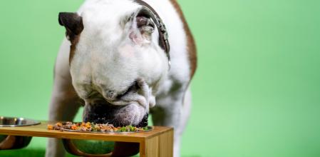 Debemos ofrecer una dieta casera a nuestro perro siempre con seguimiento veterinario.