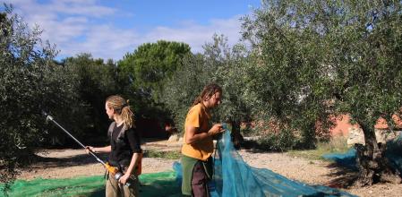 La cosecha de la aceituna empieza a finales de octubre