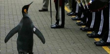 Un pingüino ocupará el tercer cargo más alto de las Fuerzas Armadas de Noruega
