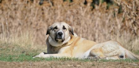 Los perros pastores garantizan la convivencia entre la ganadería extensiva y la protección del lobo.