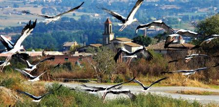 Las cigüeñas en su paso hacia el sur.