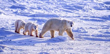 El nuevo estudio calcula el efecto de las emisiones de gases como el CO2 en el éxito reproductivo de los osos polares  .
