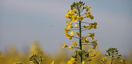 Campo de colza en Tornabous.