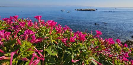 La Dama de Noche luce frente a la roca del Cargol.