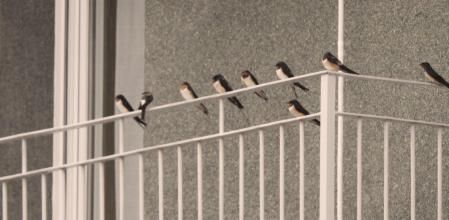 Concentración de golondrinas en Torelló.