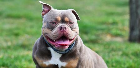 Perro de la raza American Bully XL.