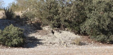 Reto visual: ¿Eres capaz de ver al conejo?