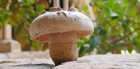 El champiñón silvestre.