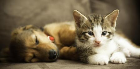 Branded ECI Mascotas Puppys perro gato