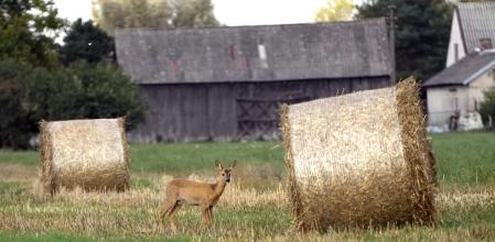 A dear stands by hay bales in a field in Czosnow, near Warsaw, Poland, Monday, Sept.18, 2023. Poland, along with Hungary and Slovakia, continue their ban on imports of Ukraine grain, saying it hurts the interests of their farmers. (AP Photo/Czarek Sokolowski)