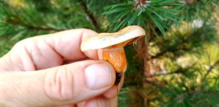 Cazando setas tempranas en el bosque.