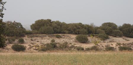 Reto visual: ¿Eres capaz de ver el águila?