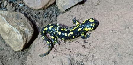 Avenc de Can Torres.