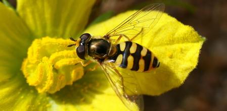 Sílfido polinizando una flor.