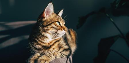 Branded Affinity gato otoño