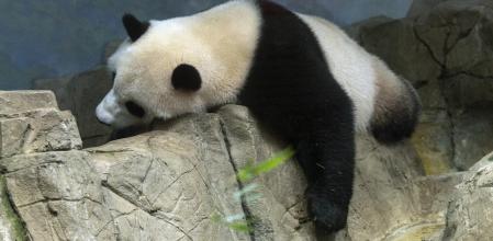 El panda gigante Xiao Qi Ji duerme en su recinto en el Zoológico Nacional del Smithsonian en Washingto