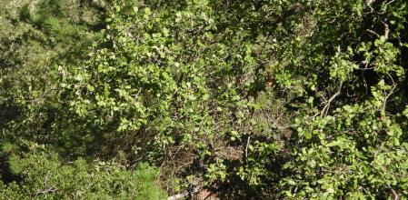 Reto visual: ¿Eres capaz de ver a la mariposa?