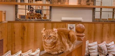 Cafe MoCHA Shibuya, un establecimiento emblemático situado en el corazón de la capital japonesa